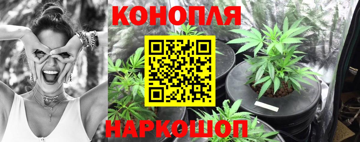 Бошки марихуана сатива  Бошки Шишки сатива  Вход с VPN  Усть-Джегута 